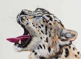 Yawning Snow Leopard